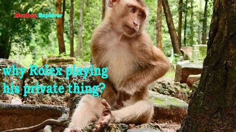 Why Skinny Pigtail Monkey Rolex Loves Playing His Private